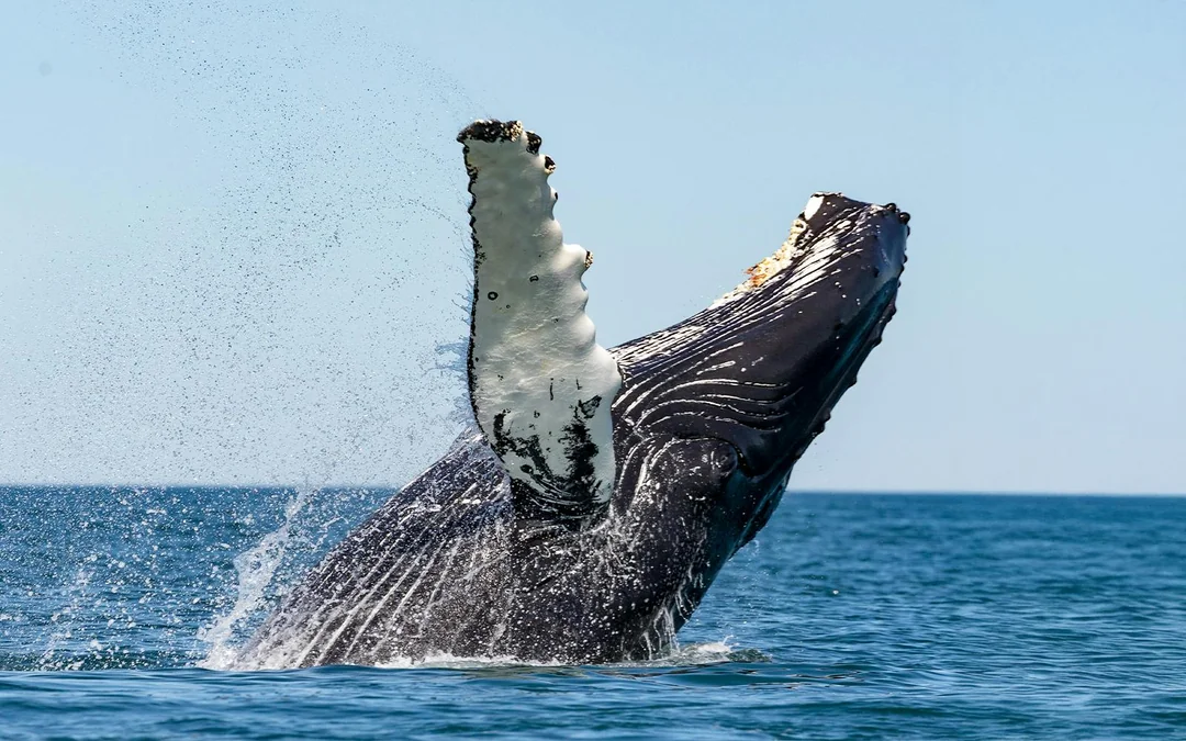 Husavik: Whale Watching Boat Tour Image 2