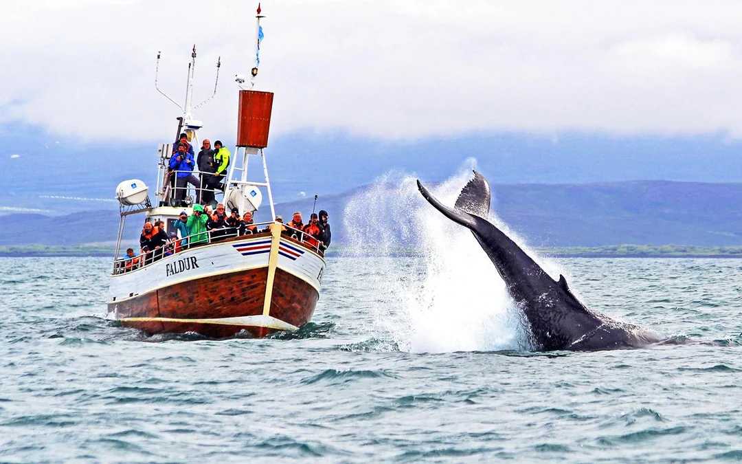 Husavik: Whale Watching Boat Tour Image 3