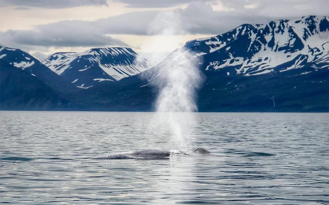 Husavik: Whale Watching Boat Tour Image 7