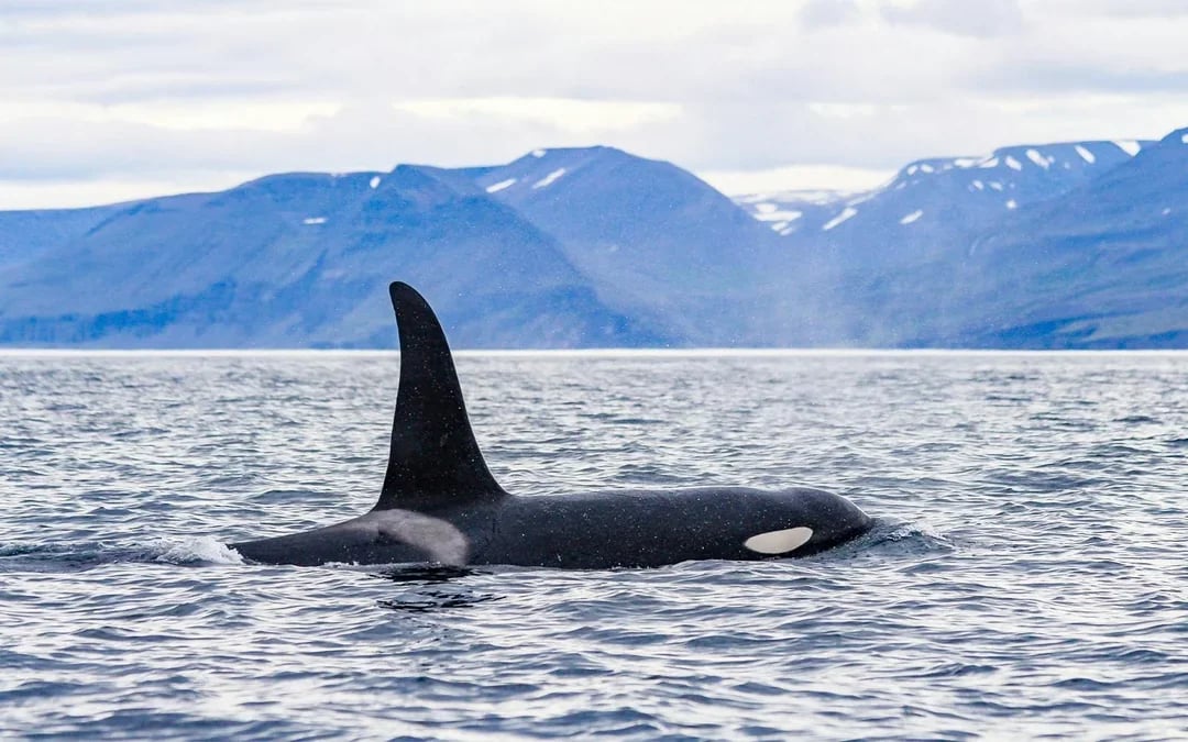 Husavik: Whale Watching Boat Tour Image 8