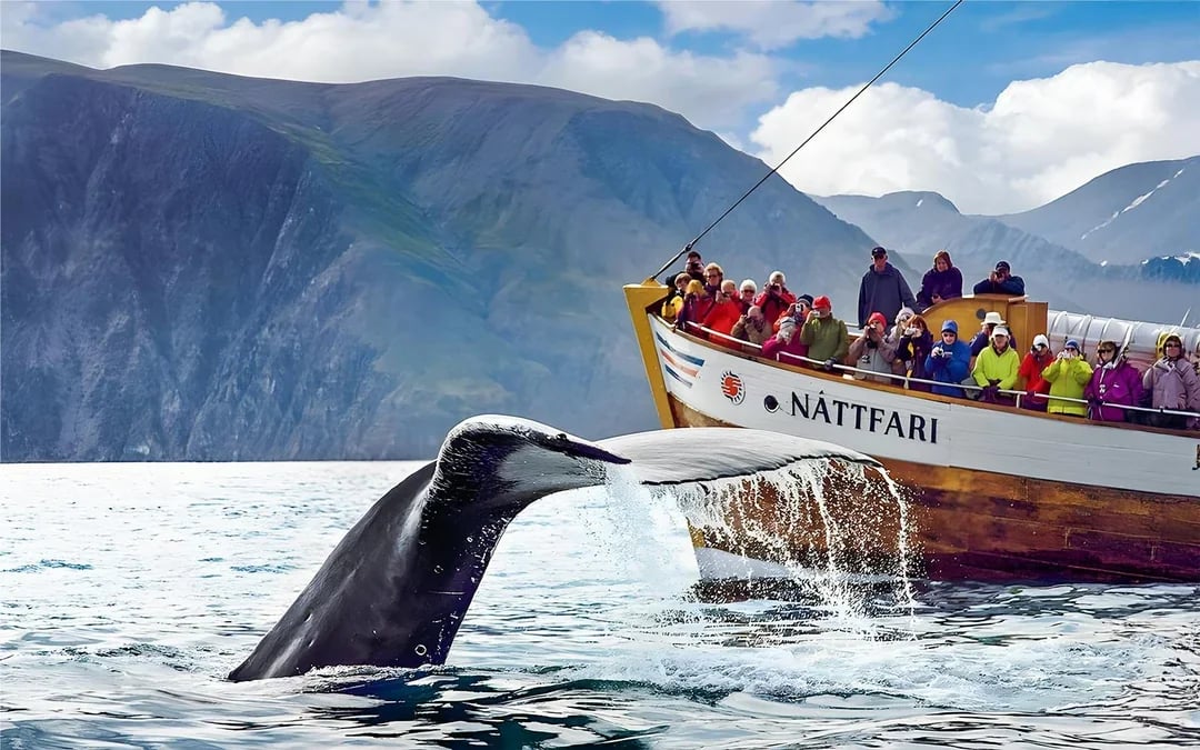 Husavik: Whale Watching Tour with a Guide Image 1