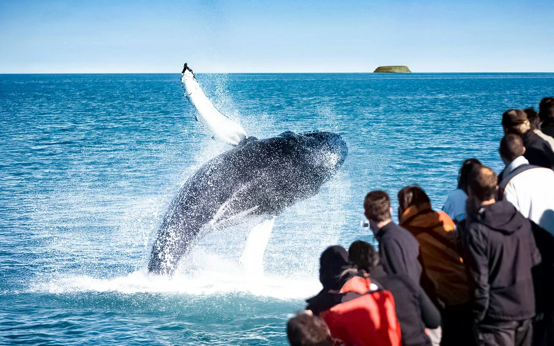 Husavik: Whale Watching Tour with a Guide Image 2