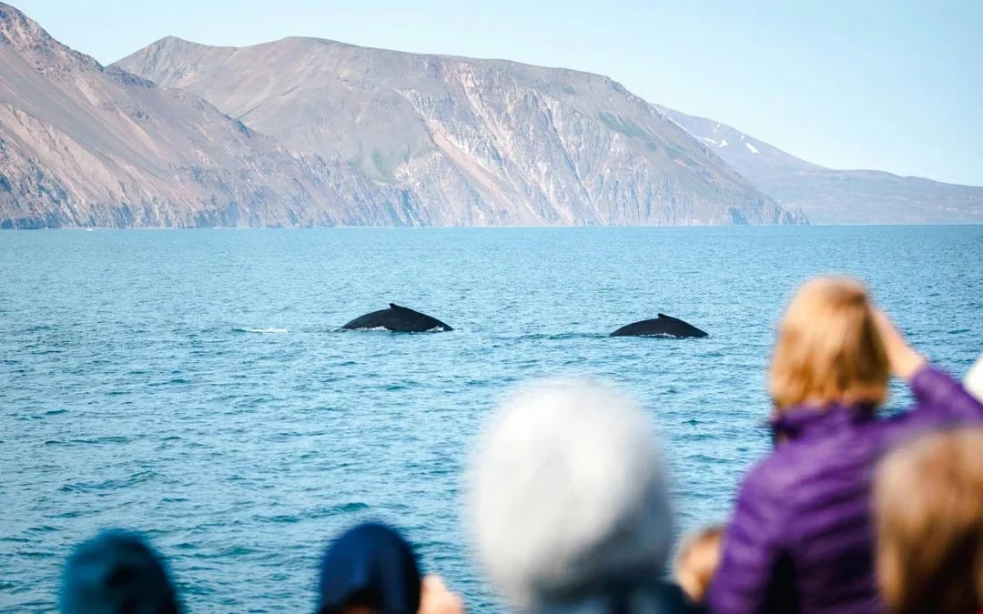 Husavik: Whale Watching Tour with a Guide Image 6