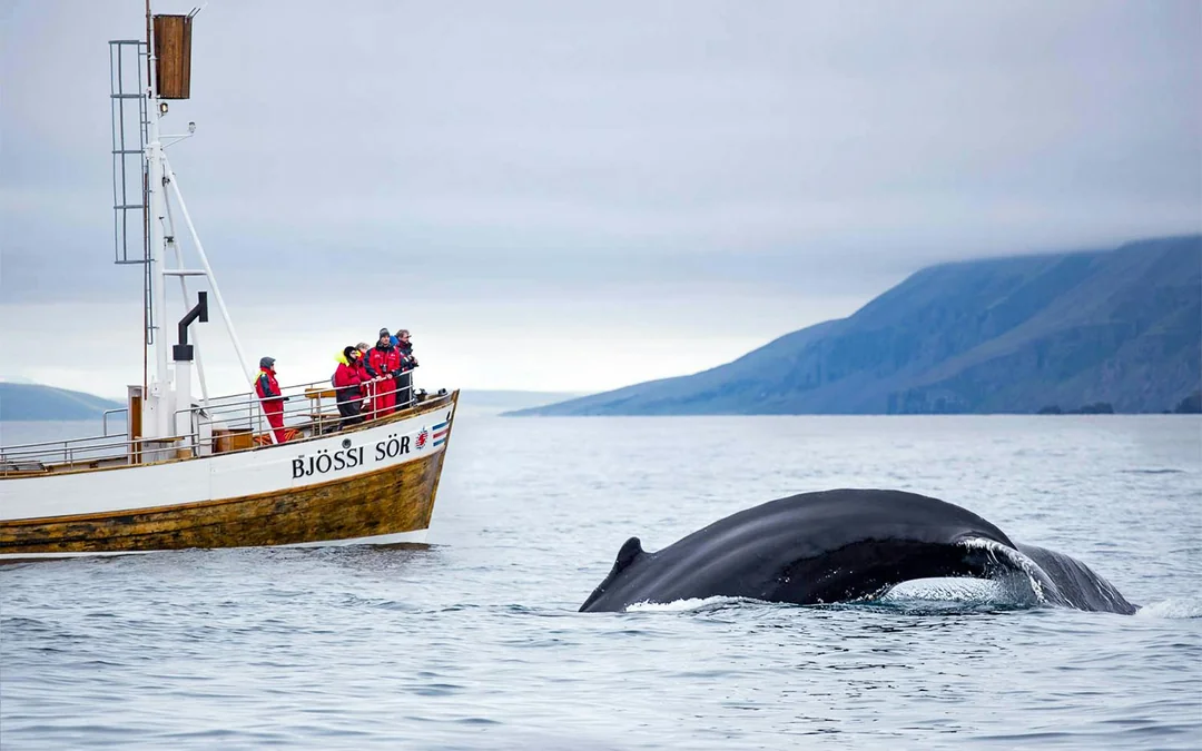 Husavik: Whale Watching Tour with a Guide Image 7
