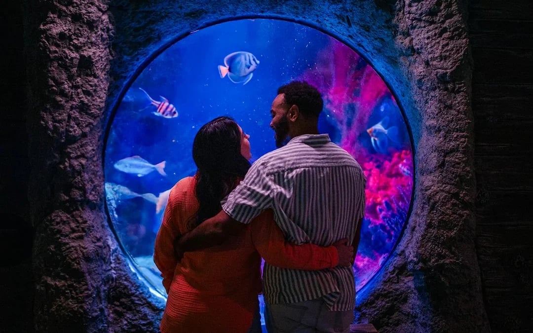 ICON Park Attraction Package: The Orlando Eye, Madame Tussaud's and SEA Life Aquarium Image 6