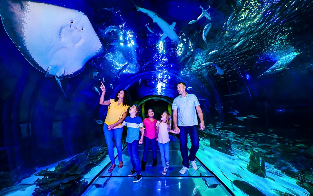 ICON Park Attraction Package: The Orlando Eye, Madame Tussaud's and SEA Life Aquarium Image 9