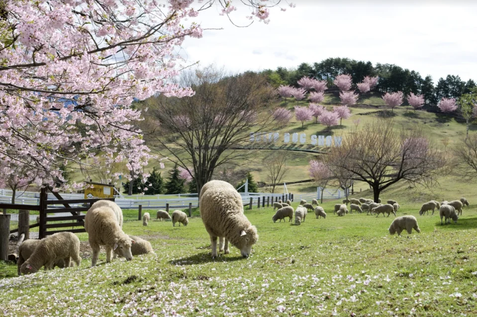 Ikaho Green Bokujo Admission Ticket | Gunma