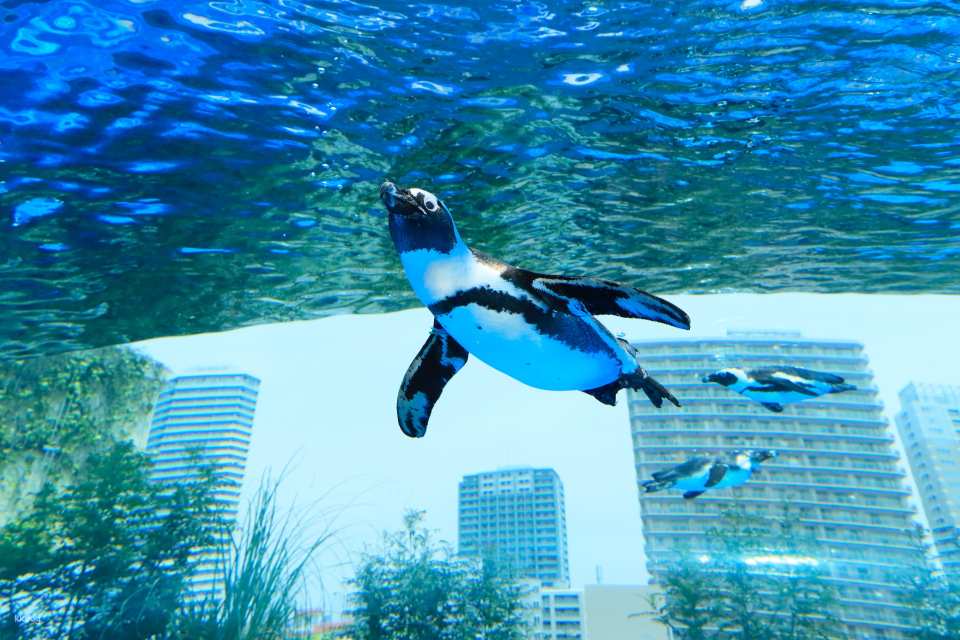 Ikebukuro Sunshine Aquarium Tickets・Sunshine 60 Observatory Park