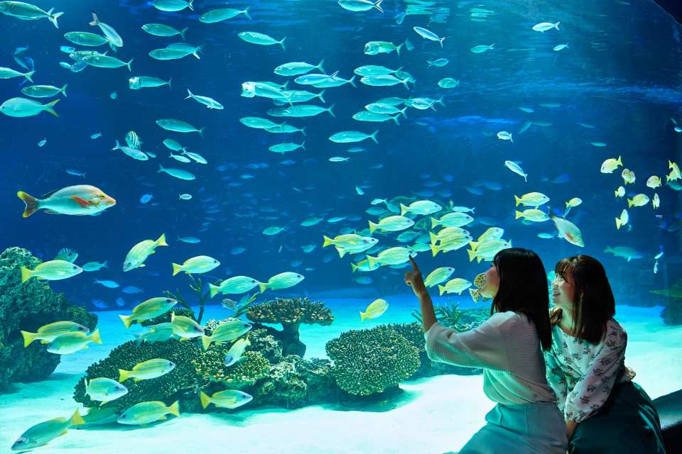 Ikebukuro Sunshine Aquarium Tickets・Sunshine 60 Observatory Park