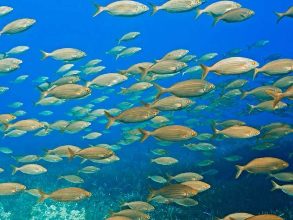 Individual snorkeling excursion by speedboat in Mallorca