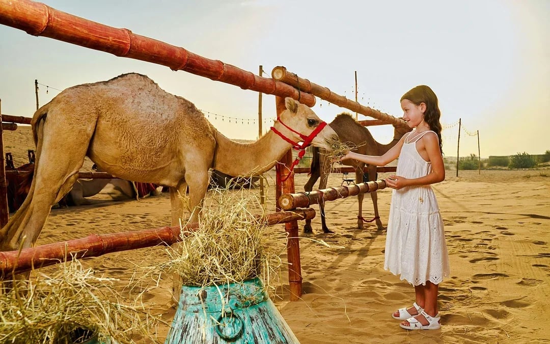 Instagram-Favorite: Noble Camp Desert Safari with Gourmet Dinner & Live Entertainment Image 7