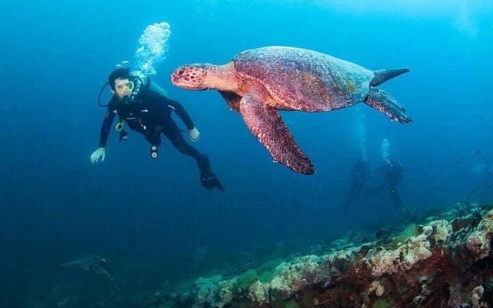 Intro Scuba Diving 2 Stops Trip with Transfers & Lunch - Hurghada Image 6