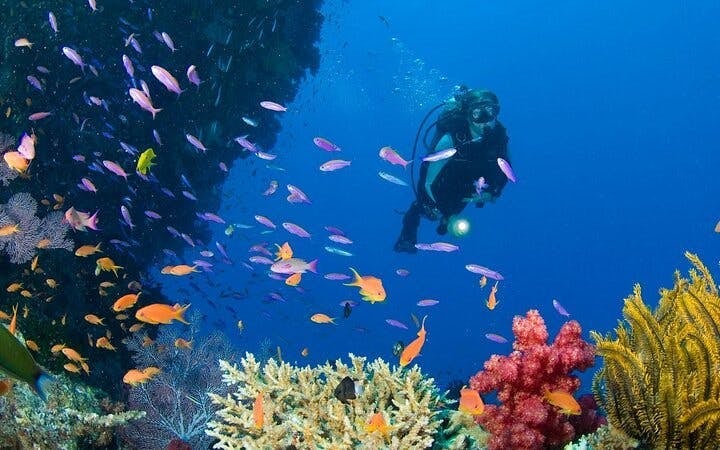 Intro Scuba Diving 2 Stops Trip with Transfers & Lunch - Hurghada Image 8