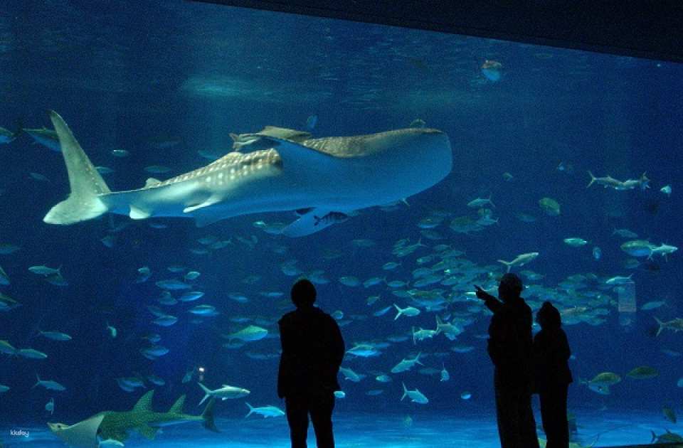 Io World Kagoshima City Aquarium Entrance Ticket | Japan