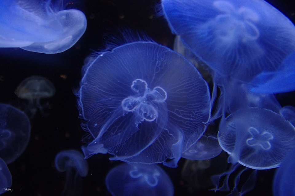 Io World Kagoshima City Aquarium Entrance Ticket | Japan