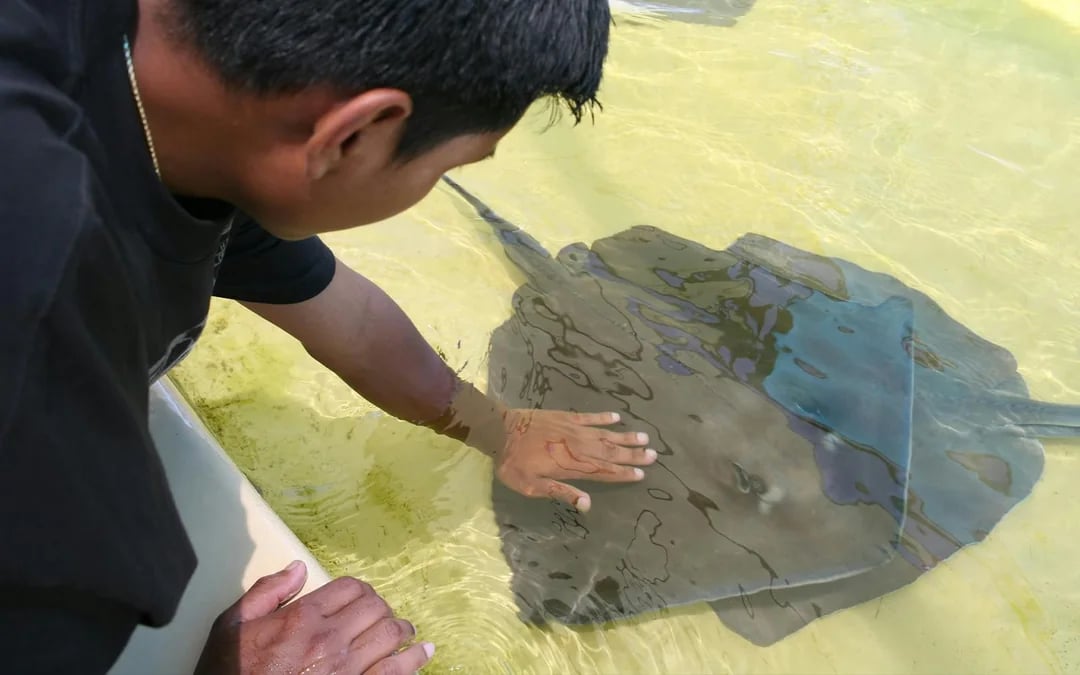 Irukandji Entry Pass with Shallow Encounter + Shark Food Image 5