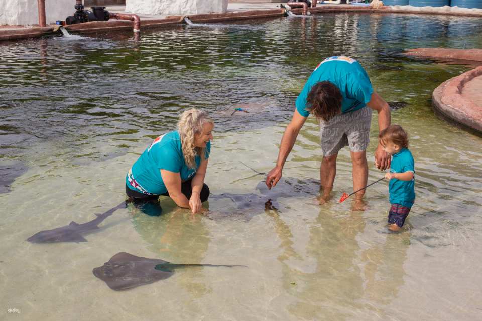 Irukandji Shark & Ray Encounters & Shallows Encounter Admission Ticket | New South Wales
