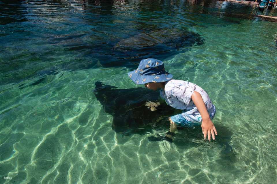 Irukandji Shark & Ray Encounters & Shallows Encounter Admission Ticket | New South Wales