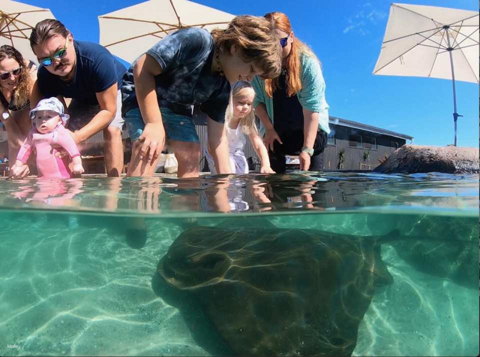 Irukandji Shark & Ray Encounters & Shallows Encounter Admission Ticket | New South Wales