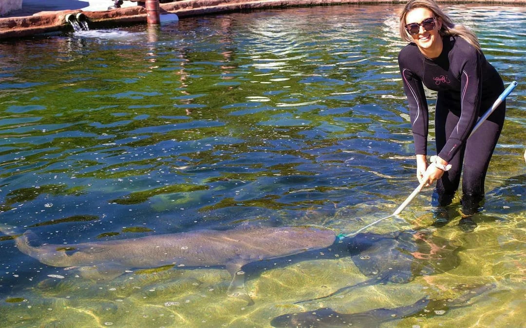 Irukandji Tawny Nurse Shark Encounter Tickets Image 2