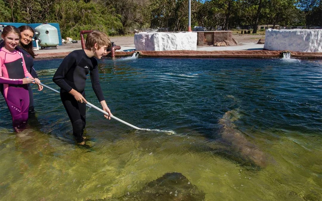 Irukandji Tawny Nurse Shark Encounter Tickets Image 3