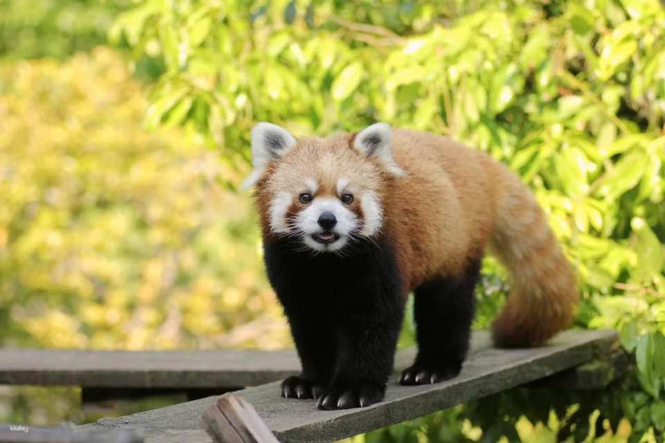 Ishikawa Zoo Admission Ticket