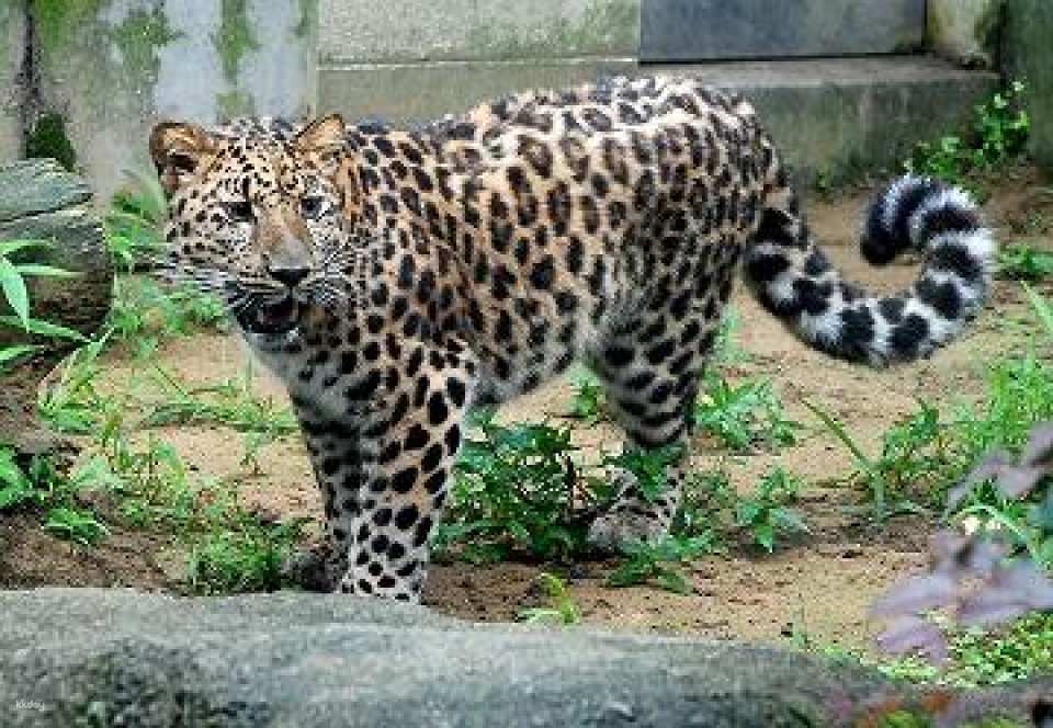 Ishikawa Zoo Admission Ticket