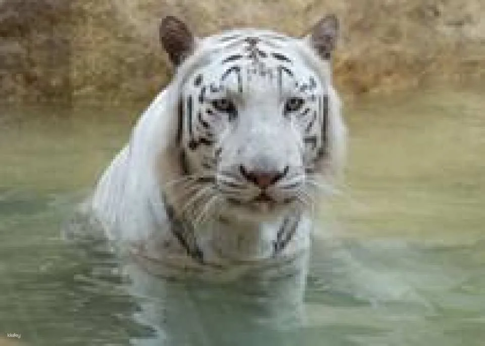Ishikawa Zoo Admission Ticket