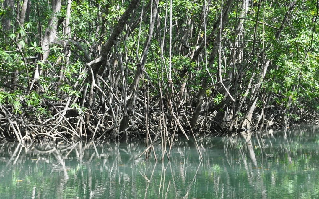 Isla Damas Mangrove Estuary Boat Tour with Lunch and Hotel Transfers from Manuel Antonio Image 3