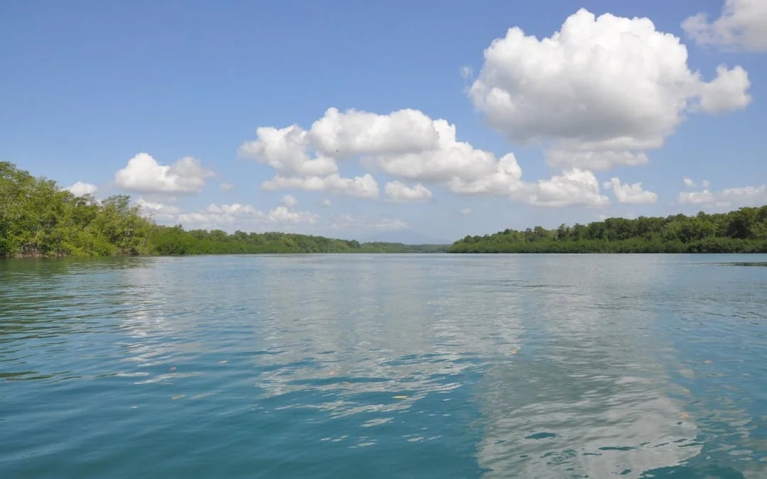 Isla Damas Mangrove Estuary Boat Tour with Lunch and Hotel Transfers from Manuel Antonio Image 4