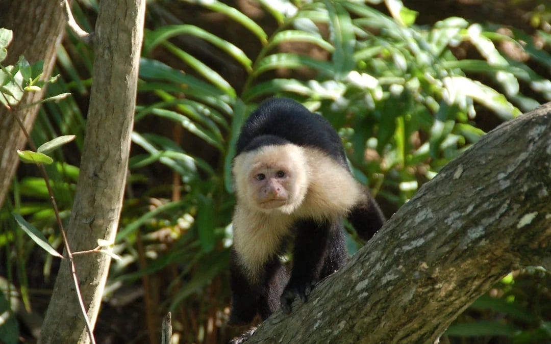 Isla Damas Mangrove Estuary Boat Tour with Lunch and Hotel Transfers from Manuel Antonio Image 5