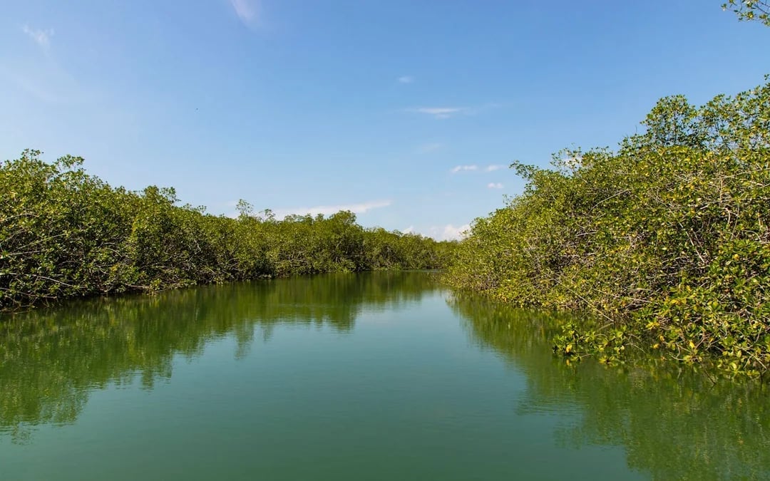 Isla Damas Mangrove Estuary Boat Tour with Lunch and Hotel Transfers from Manuel Antonio Image 6