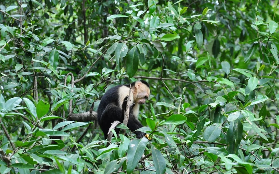 Isla Damas Mangrove Estuary Boat Tour with Lunch and Hotel Transfers from Manuel Antonio Image 8