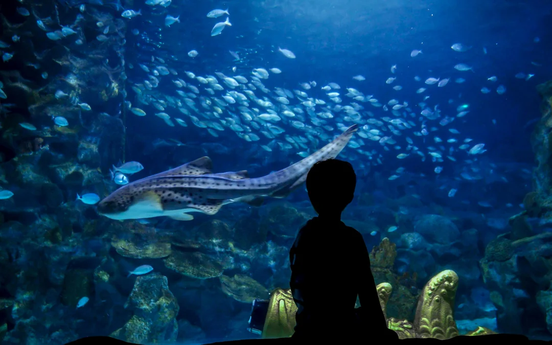 Istanbul Aquarium Skip-the-Line Tickets with Round-Trip Shuttle from Sultanahmet Image 4