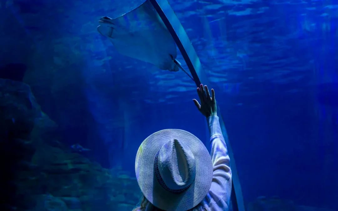 Istanbul Aquarium Skip-the-Line Tickets with Round-Trip Shuttle from Sultanahmet Image 6