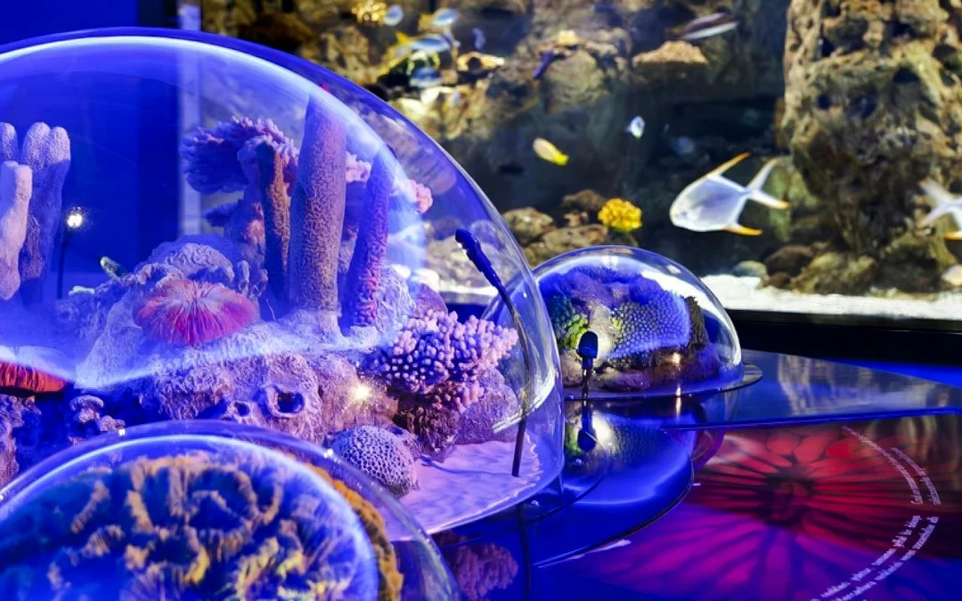 Istanbul Aquarium Skip-the-Line Tickets with Round-Trip Shuttle from Sultanahmet Image 7