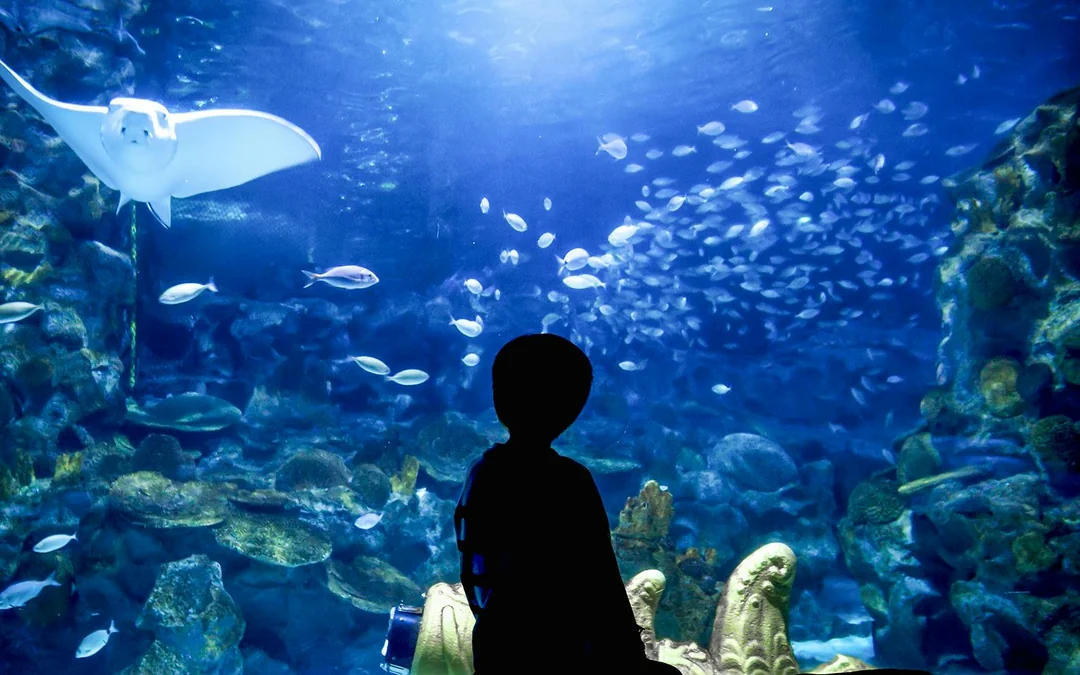 Istanbul Aquarium Skip-the-Line Tickets with Round-Trip Shuttle from Taksim Image 1