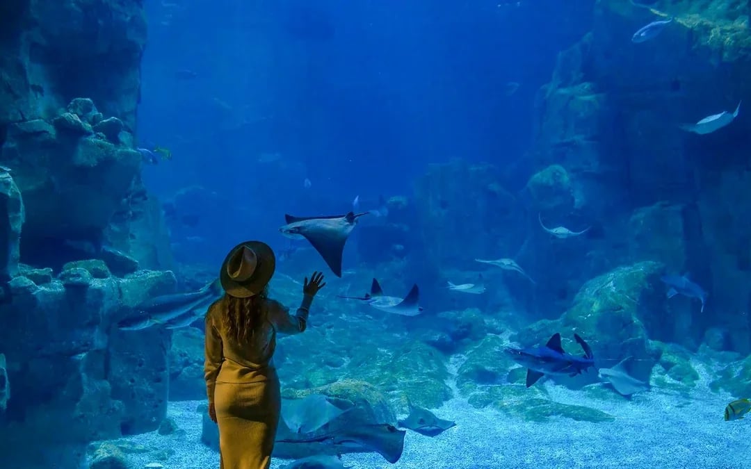 Istanbul Aquarium Skip-the-Line Tickets with Round-Trip Shuttle from Taksim Image 6