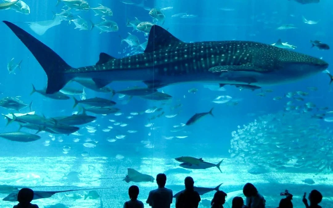 Istanbul Aquarium Skip-the-Line Tickets with Round-Trip Shuttle from Taksim Image 7