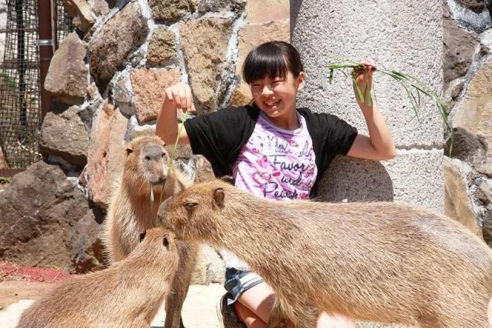 Izu, Shizuoka, Japan | Izu Cactus Zoo e-ticket
