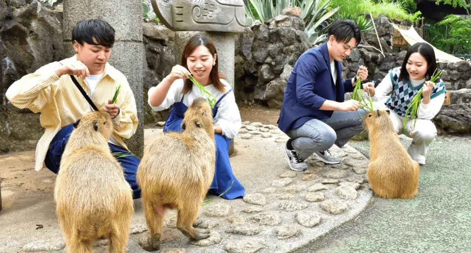 Izu, Shizuoka, Japan | Izu Cactus Zoo e-ticket