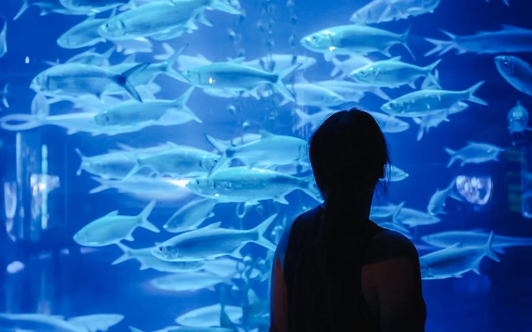 Jakarta Aquarium Safari Tickets Image 5