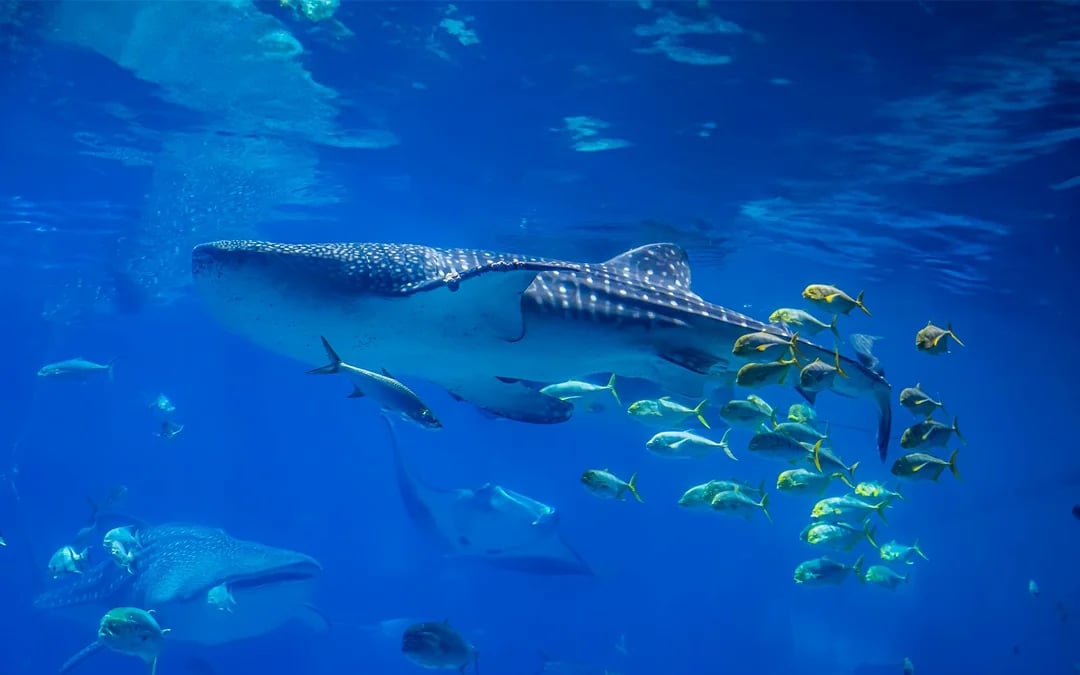 Jakarta Aquarium Safari Tickets Image 8