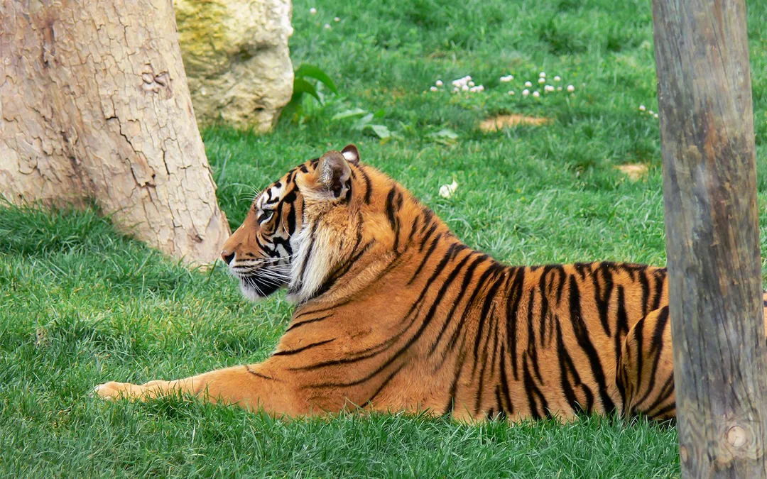 Jardim Zoológico Tickets Image 1