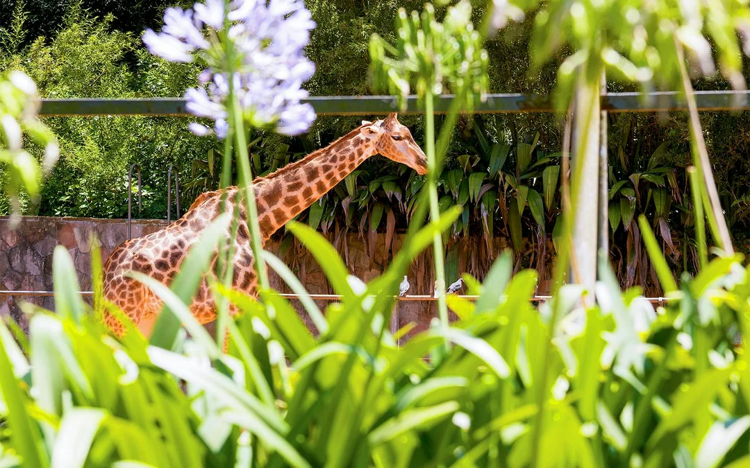Jardim Zoológico Tickets Image 3