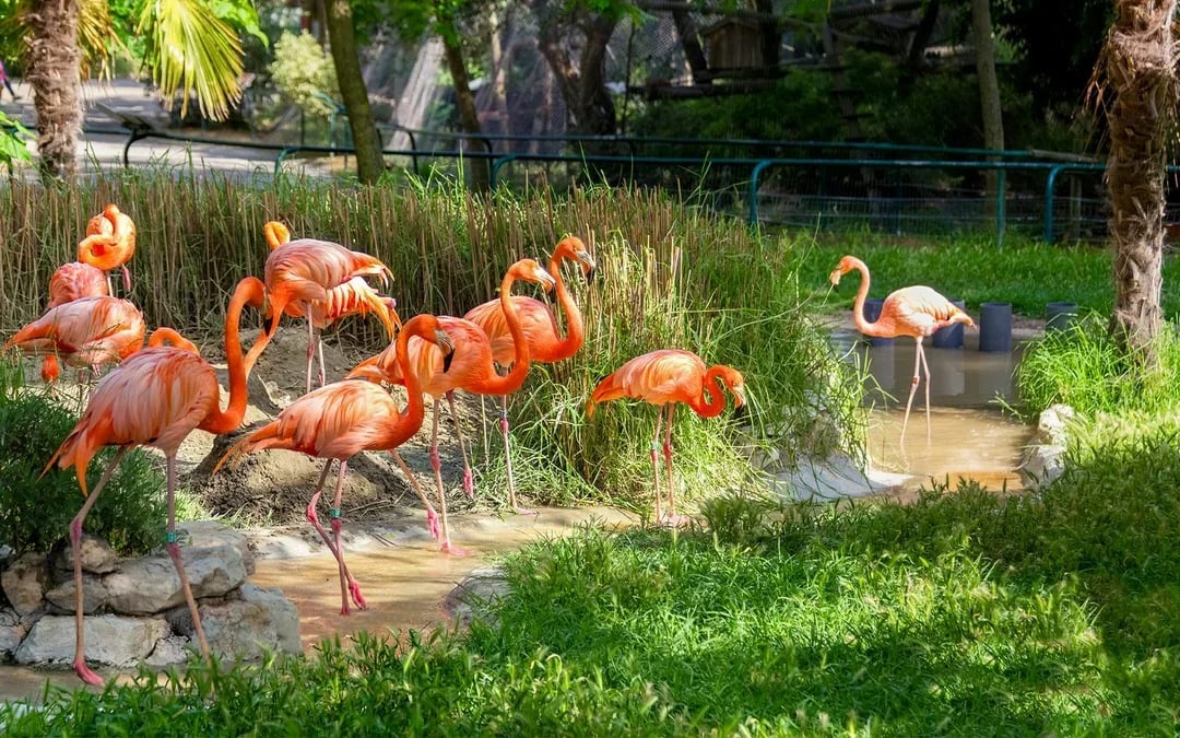 Jardim Zoológico Tickets Image 8