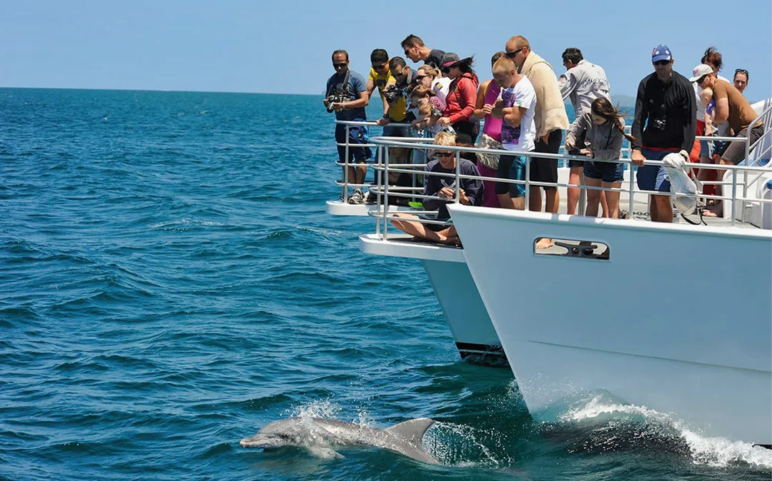 Jervis Bay Dolphin Watching Cruise Image 1