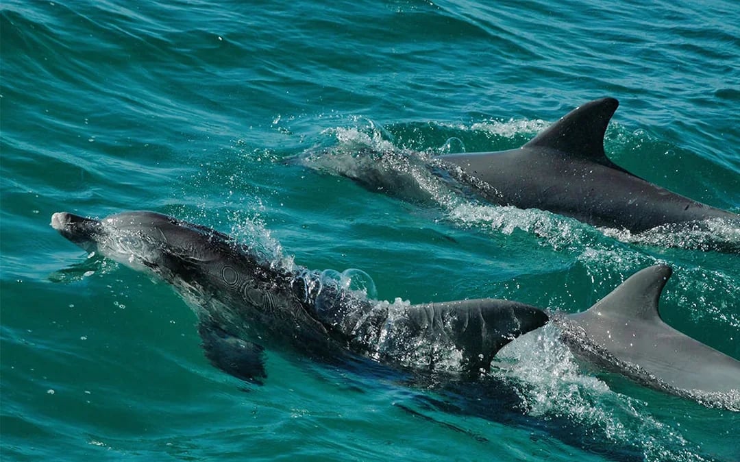 Jervis Bay Dolphin Watching Cruise Image 3