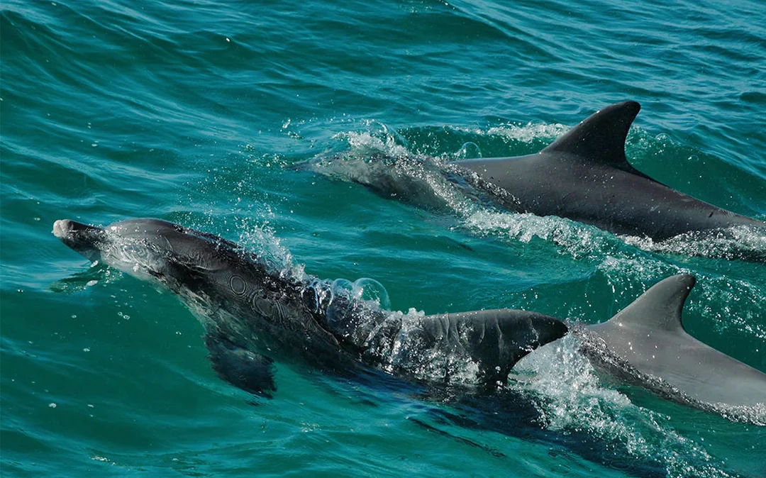Jervis Bay Dolphin Watching Cruise Image 3