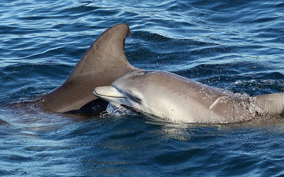 Jervis Bay Dolphin Watching Cruise Image 4